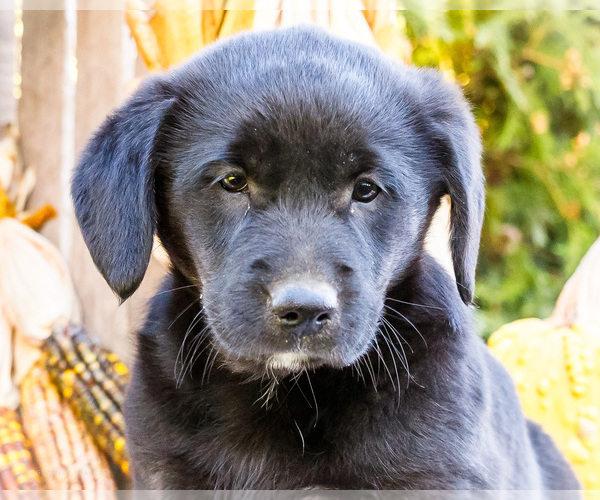 Medium Photo #2 Golden Retriever-Pembroke Welsh Corgi Mix Puppy For Sale in WAKARUSA, IN, USA