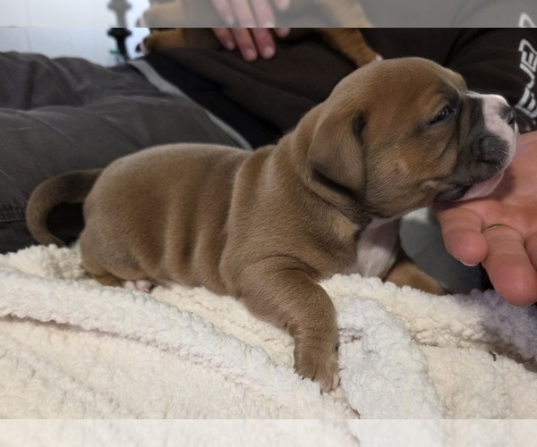 Medium Photo #4 American Bully Puppy For Sale in PADUCAH, KY, USA