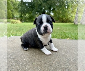 Boston Terrier Puppy for sale in GARFIELD, AR, USA