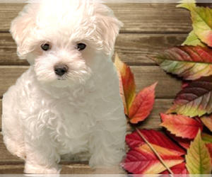 Maltese Puppy for sale in FORT WORTH, TX, USA