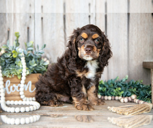 Cocker Spaniel Litter for sale in BALTIC, OH, USA