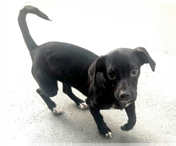 Medium Photo #8 Chiweenie Puppy For Sale in Corona, CA, USA