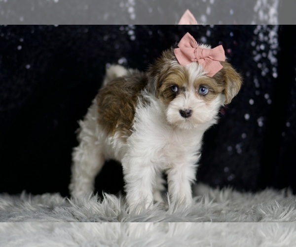 Medium Photo #56 Morkie Puppy For Sale in WARSAW, IN, USA