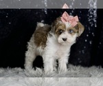 Small #5 Morkie