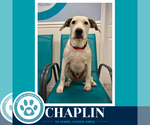 Small #3 Labrador Retriever Mix
