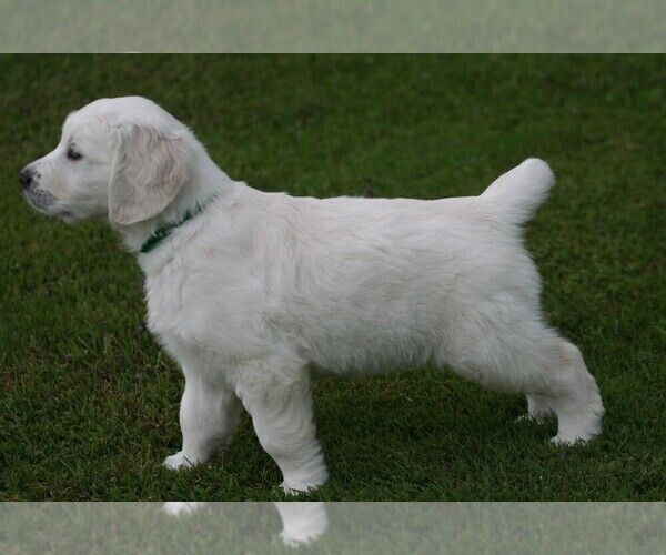 Medium Photo #1 English Cream Golden Retriever Puppy For Sale in MARSHFIELD, WI, USA