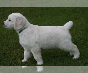 English Cream Golden Retriever Puppy for sale in MARSHFIELD, WI, USA