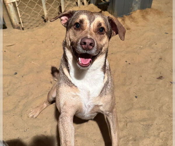 Medium Photo #6 Mutt Puppy For Sale in Eastman, GA, USA