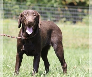 Mother of the Labrador Retriever puppies born on 01/02/2026