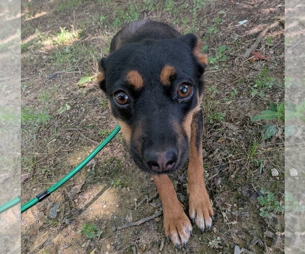 Medium Photo #17 Mutt Puppy For Sale in garner, NC, USA
