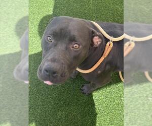 American Bulldog-Unknown Mix Dogs for adoption in Texas City, TX, USA