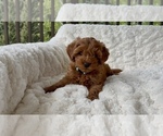 Small Photo #20 Goldendoodle mix (+ Poodle Miniature) Puppy For Sale in RANDOLPH, WI, USA