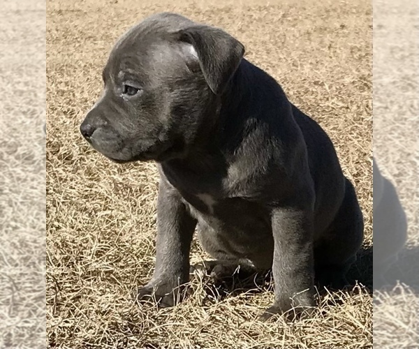 Medium Photo #7 American Bully Puppy For Sale in ATOKA, OK, USA