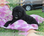 Small Photo #10 Poodle (Miniature) Puppy For Sale in MEMPHIS, MO, USA