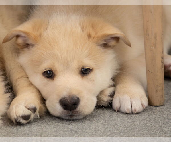 Medium Photo #1 Shepradors Puppy For Sale in Princeton, MN, USA