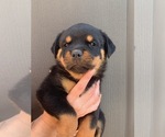 Small #1 Rottweiler
