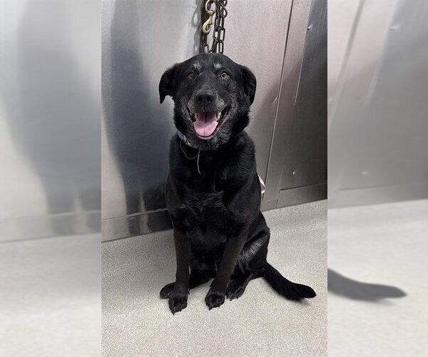 Medium Photo #1 Labrador Retriever-Unknown Mix Puppy For Sale in Fairbanks, AK, USA