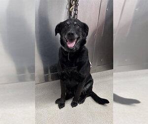 Labrador Retriever-Unknown Mix Dogs for adoption in Fairbanks, AK, USA