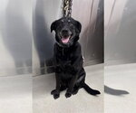 Small Labrador Retriever Mix