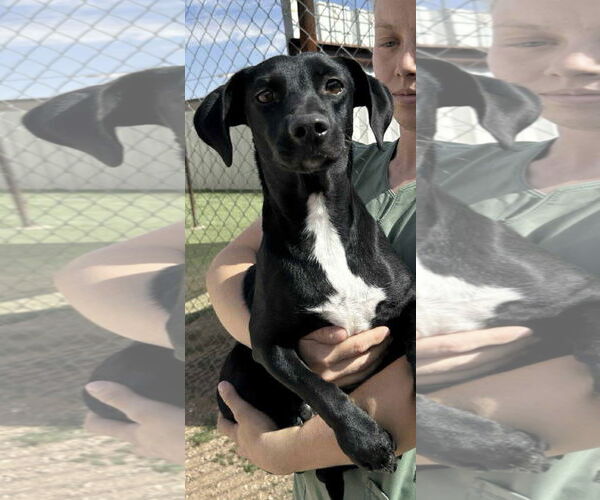 Medium Photo #1 Chihuahua-Unknown Mix Puppy For Sale in Cranston, RI, USA