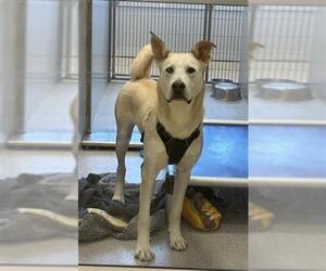 Labsky Dogs for adoption in Elk Grove, CA, USA