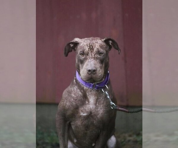 Medium Photo #3 Labrador Retriever-Unknown Mix Puppy For Sale in New York, NY, USA