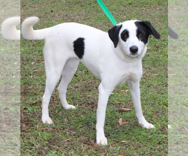 Medium Photo #1 Labrador Retriever-Unknown Mix Puppy For Sale in Prattville, AL, USA