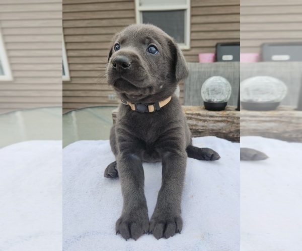 Medium Photo #1 Labrador Retriever Puppy For Sale in GARVIN, MN, USA