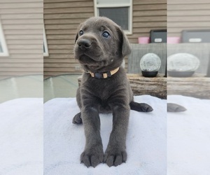 Medium Labrador Retriever