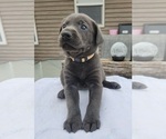 Puppy Mr Cream Labrador Retriever