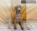 Small #4 Doberman Pinscher