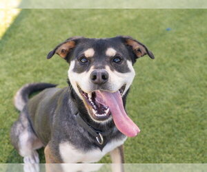 Siberian Husky-Unknown Mix Dogs for adoption in Martinez, CA, USA
