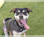 MORRIS - Male Siberian Husky-Unknown Mix Dog for Adoption - Small photo