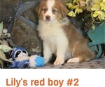 Small #3 Australian Shepherd