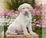 Small Labrador Retriever
