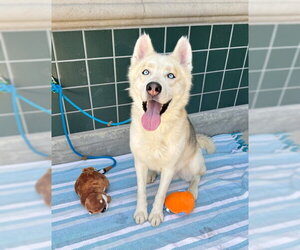 BALTO - Male Siberian Husky Dog for Adoption - Photo #2