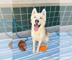 Small #1 Siberian Husky