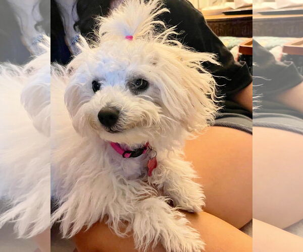 Medium Photo #4 Maltese Puppy For Sale in Marina Del Rey, CA, USA