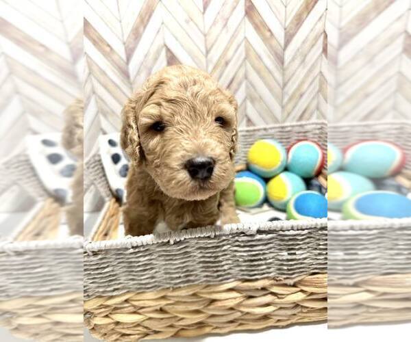Medium Photo #4 Goldendoodle Puppy For Sale in CONWAY, SC, USA