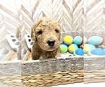 Small Photo #4 Goldendoodle Puppy For Sale in CONWAY, SC, USA