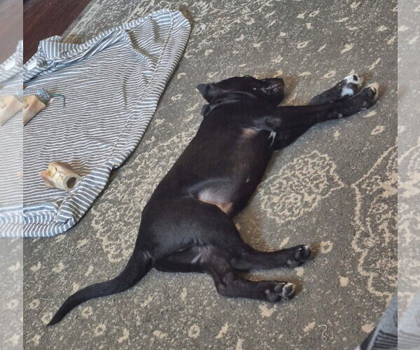 Medium Photo #5 Labrador Retriever-Unknown Mix Puppy For Sale in MECHANICSBURG, PA, USA