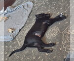 Small #4 Labrador Retriever Mix