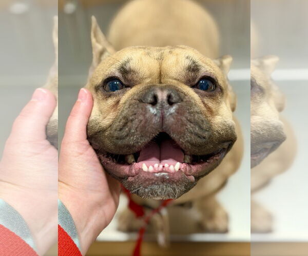 Medium Photo #7 French Bulldog Puppy For Sale in West Cornwall, CT, USA