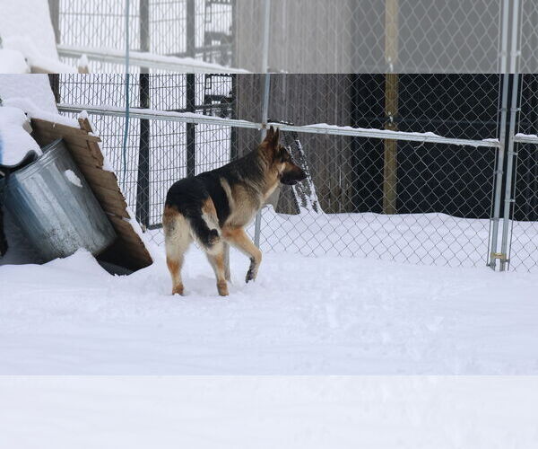Medium Photo #26 German Shepherd Dog Puppy For Sale in Sebec, ME, USA
