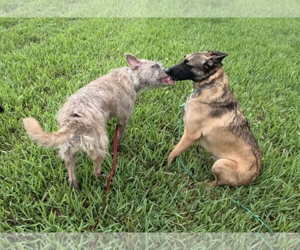 Medium Photo #11 Mutt Puppy For Sale in Stevens Point, WI, USA