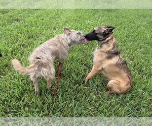 Cody - FL - Male Mutt Dog for Adoption - Photo #11