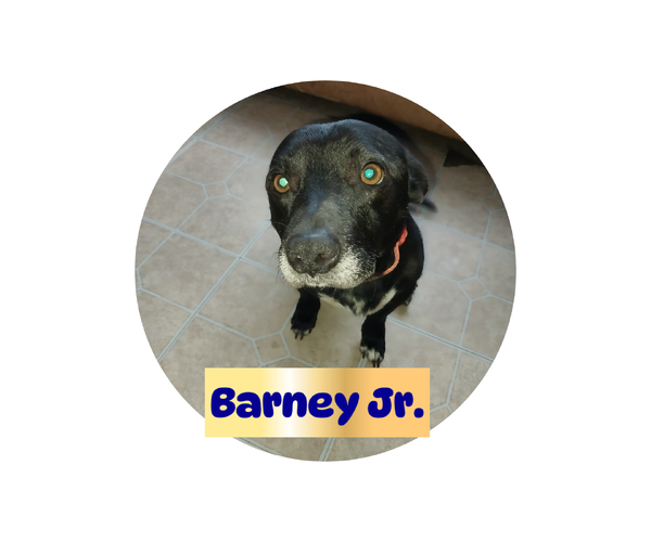 Medium Photo #4 Jack Russell Terrier-Unknown Mix Puppy For Sale in Brooksville, FL, USA