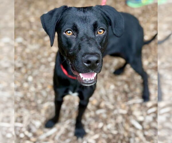 Medium Photo #5 Mutt Puppy For Sale in Canton, CT, USA