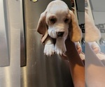 Small Photo #5 Basset Hound Puppy For Sale in BUENA PARK, CA, USA