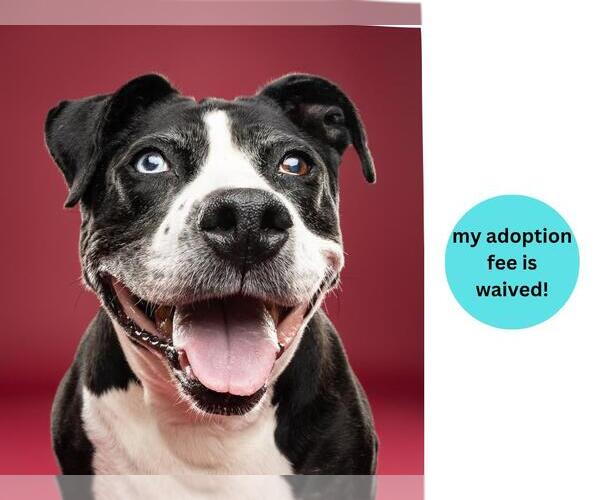 Medium Photo #5 American Pit Bull Terrier-Unknown Mix Puppy For Sale in Santa Cruz, CA, USA